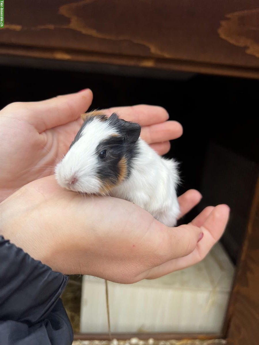 Bild 3: Meerschweinchen suchen ein Zuhause