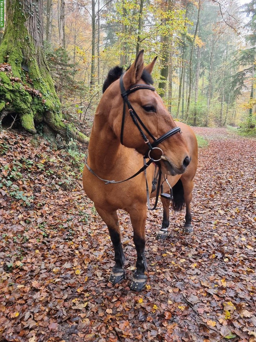 Verkaufe Pony mix Stute, 17-jährig