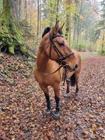 Verkaufe Pony mix Stute, 17-jährig