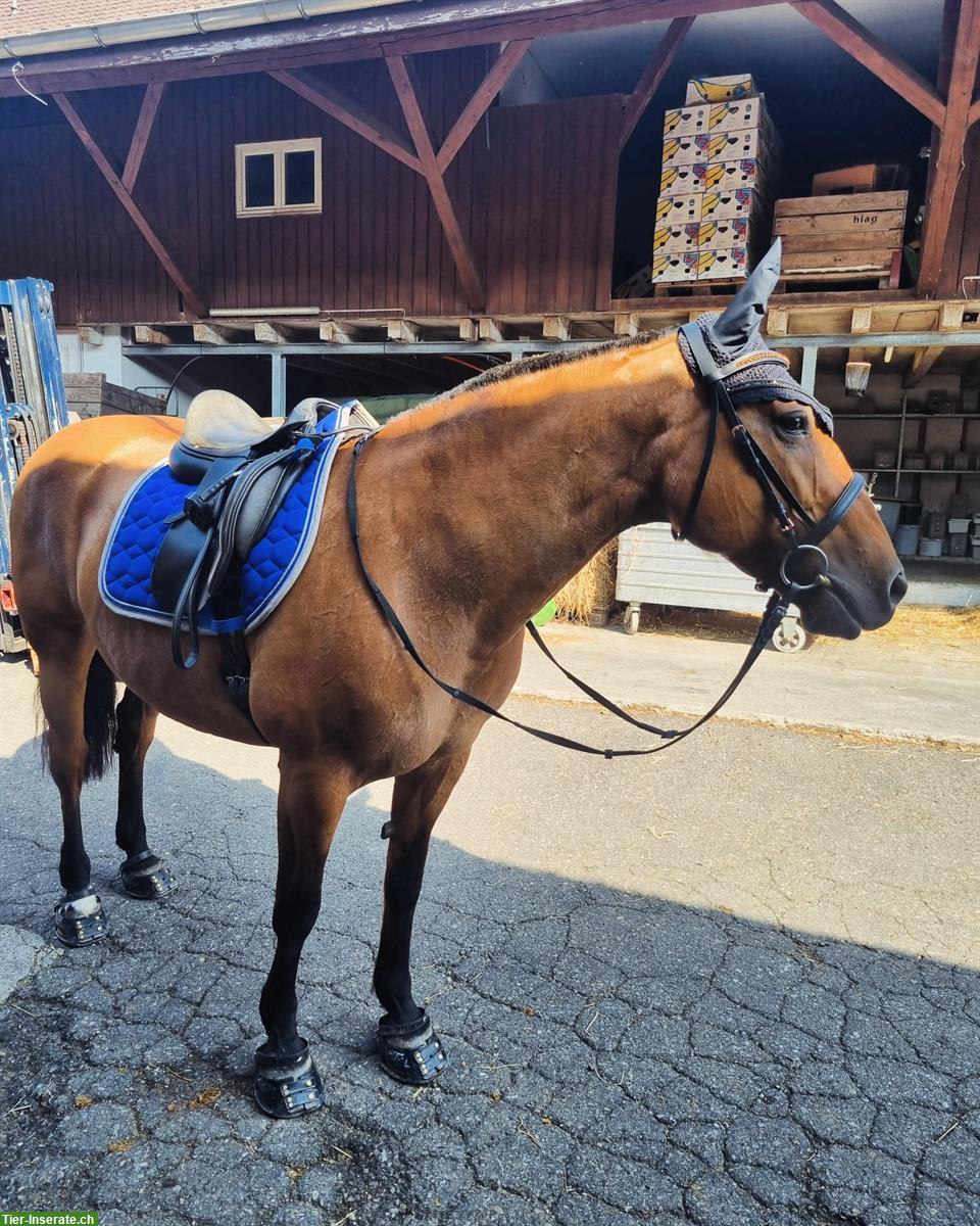 Bild 3: Verkaufe Pony mix Stute, 17-jährig