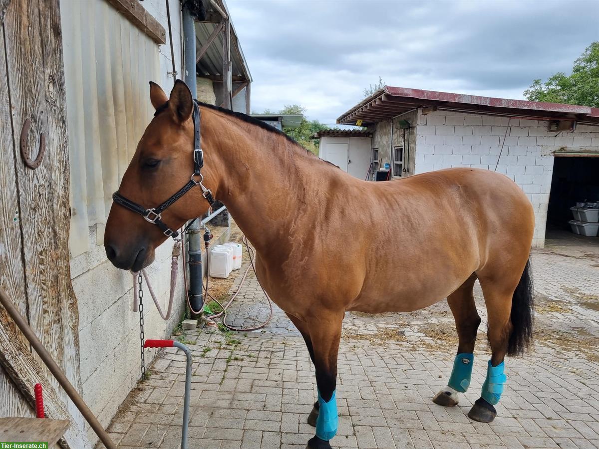 Bild 5: Verkaufe Pony mix Stute, 17-jährig