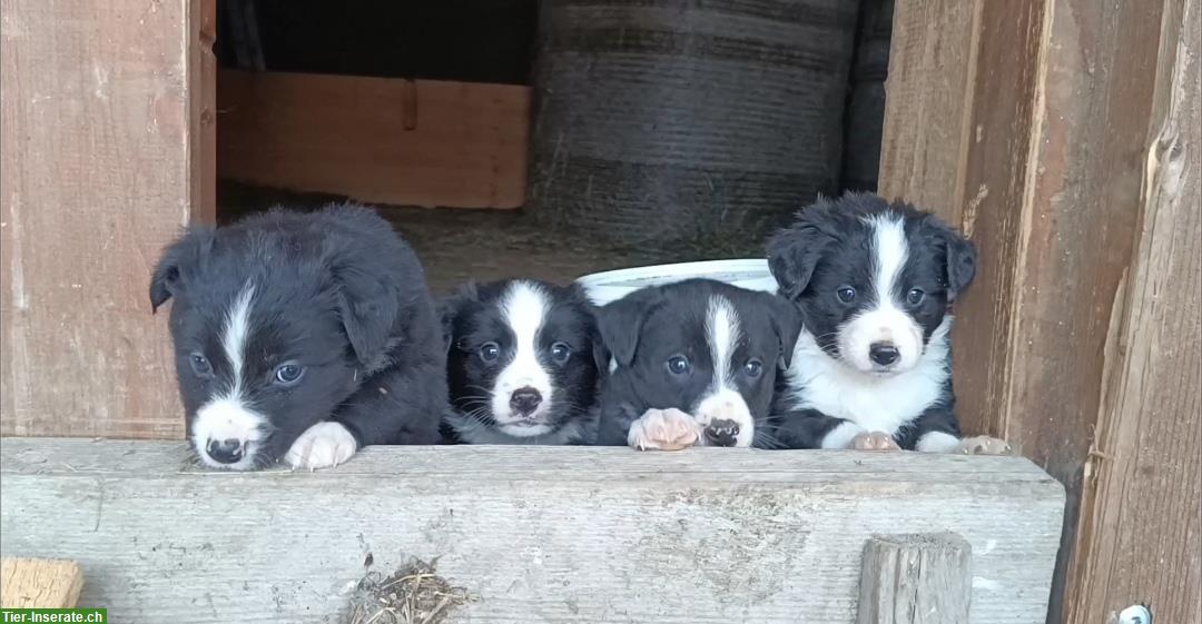 Mischling Welpen Boder x Appenzeller