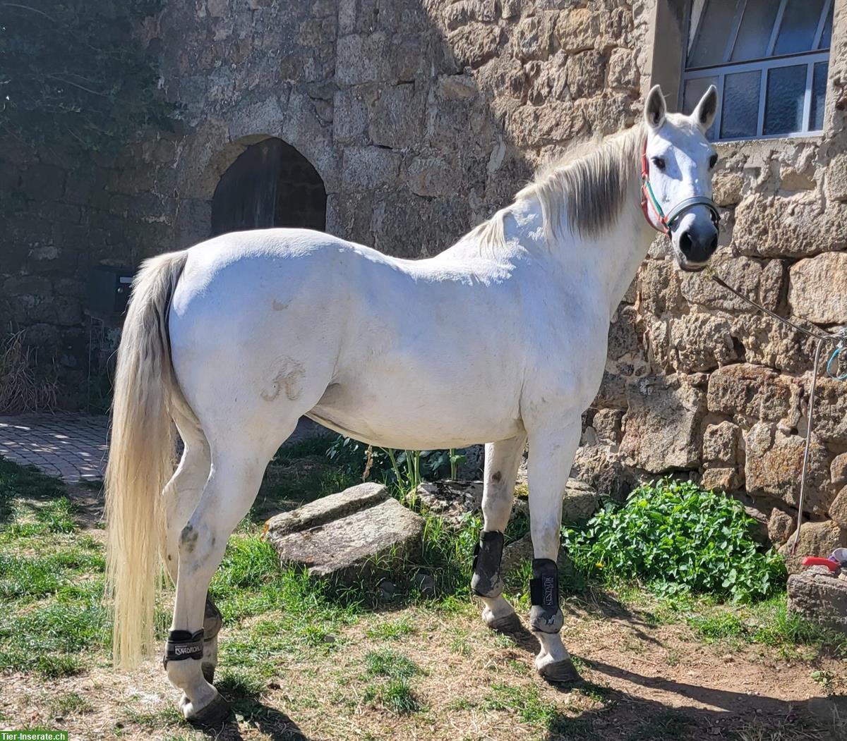 Liebe Lusitano Stute, 18-jährig