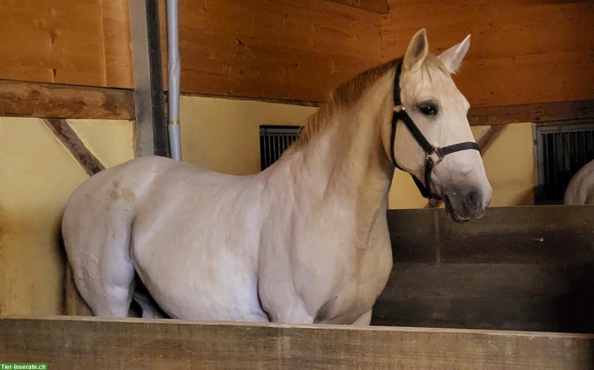 Bild 2: Liebe Lusitano Stute, 18-jährig