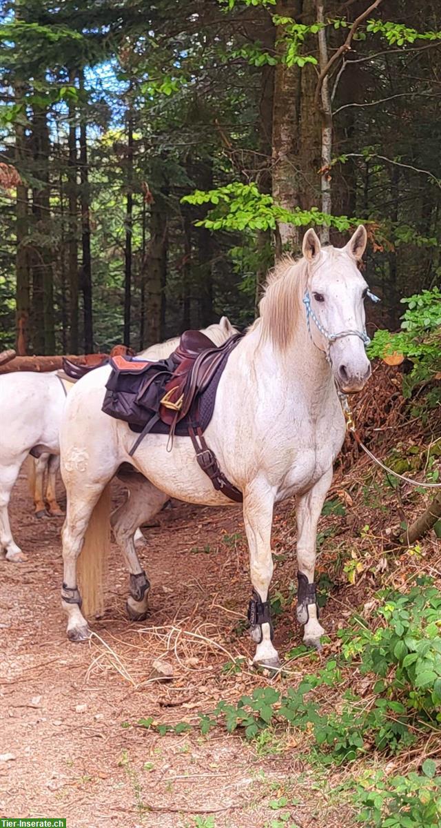 Bild 3: Liebe Lusitano Stute, 18-jährig