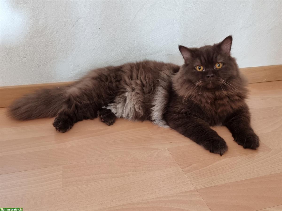 Britisch Langhaar Kater sucht neues Zuhause