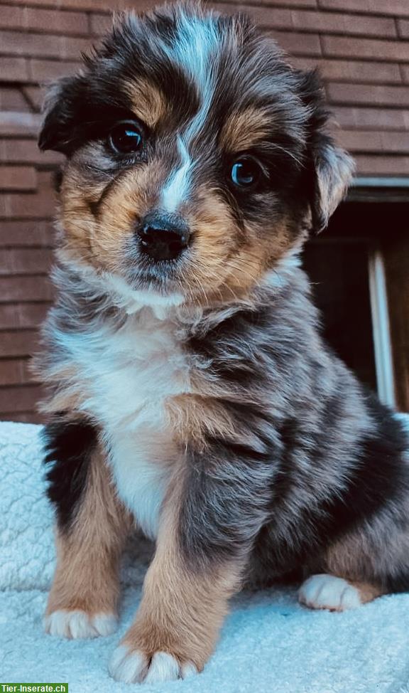 Mischlingswelpen, Australian Shepherd x Berner Sennenhund