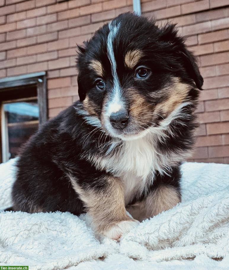 Bild 3: Mischlingswelpen, Australian Shepherd x Berner Sennenhund