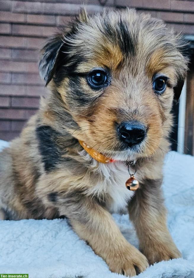 Bild 5: Mischlingswelpen, Australian Shepherd x Berner Sennenhund