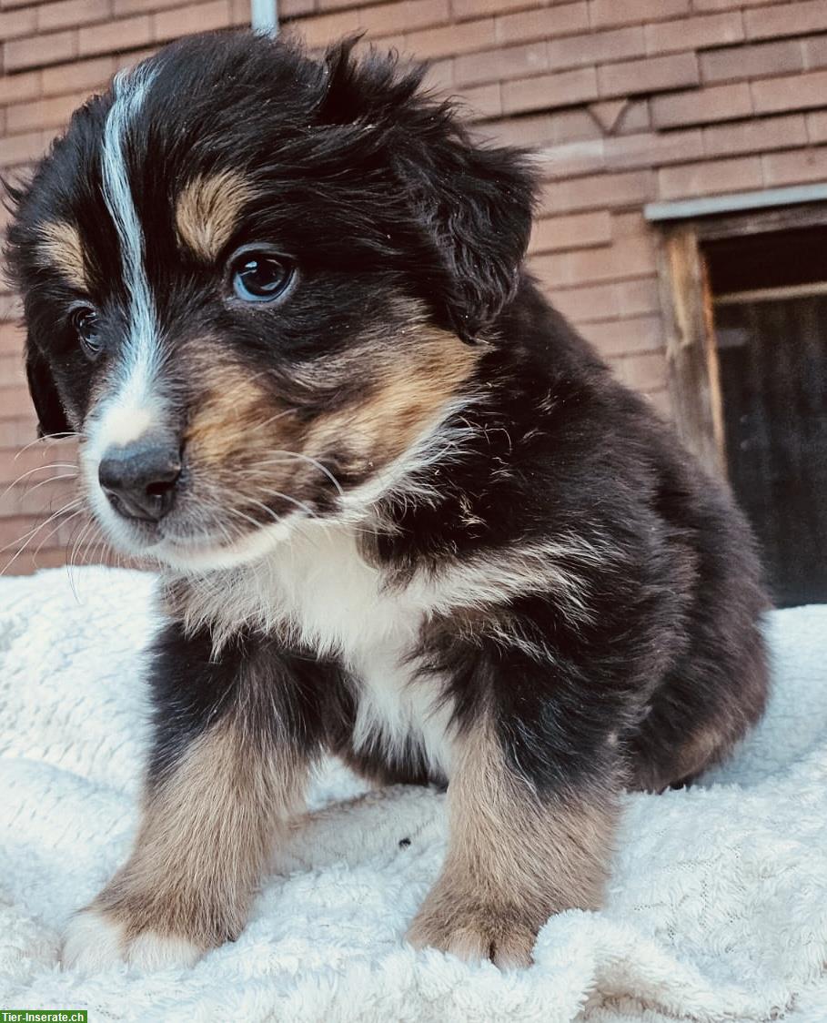 Bild 6: Mischlingswelpen, Australian Shepherd x Berner Sennenhund