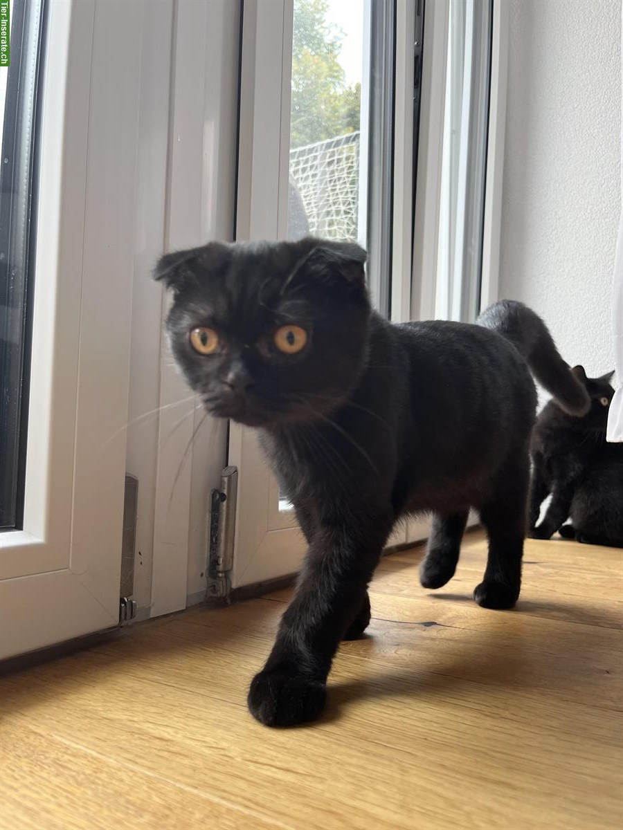 BKH Katzen Mutter mit 2 Kitten sucht neues zuhause