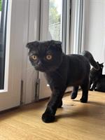 BKH Katzen Mutter mit 2 Kitten sucht neues zuhause