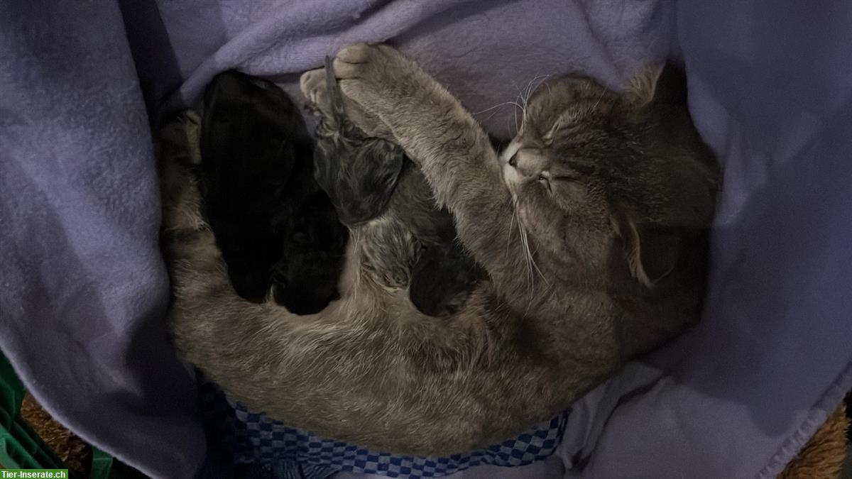 Bild 8: BKH Katzen Mutter mit 2 Kitten sucht neues zuhause