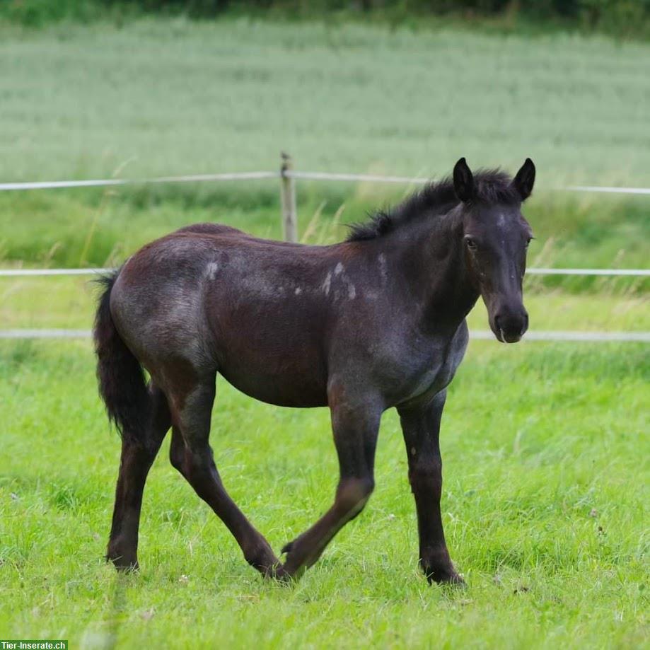 Noriker Stutfohlen Blauschimmel