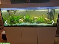 600 Liter Aquarium 160cm mit Fischen und Krabbe