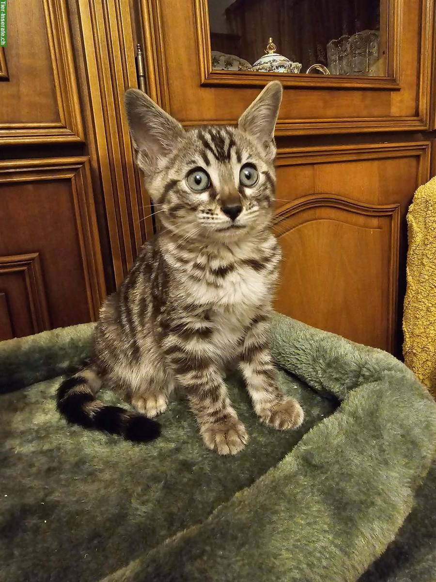 Bengal Kitten, Kater in seal mink tabby spotted