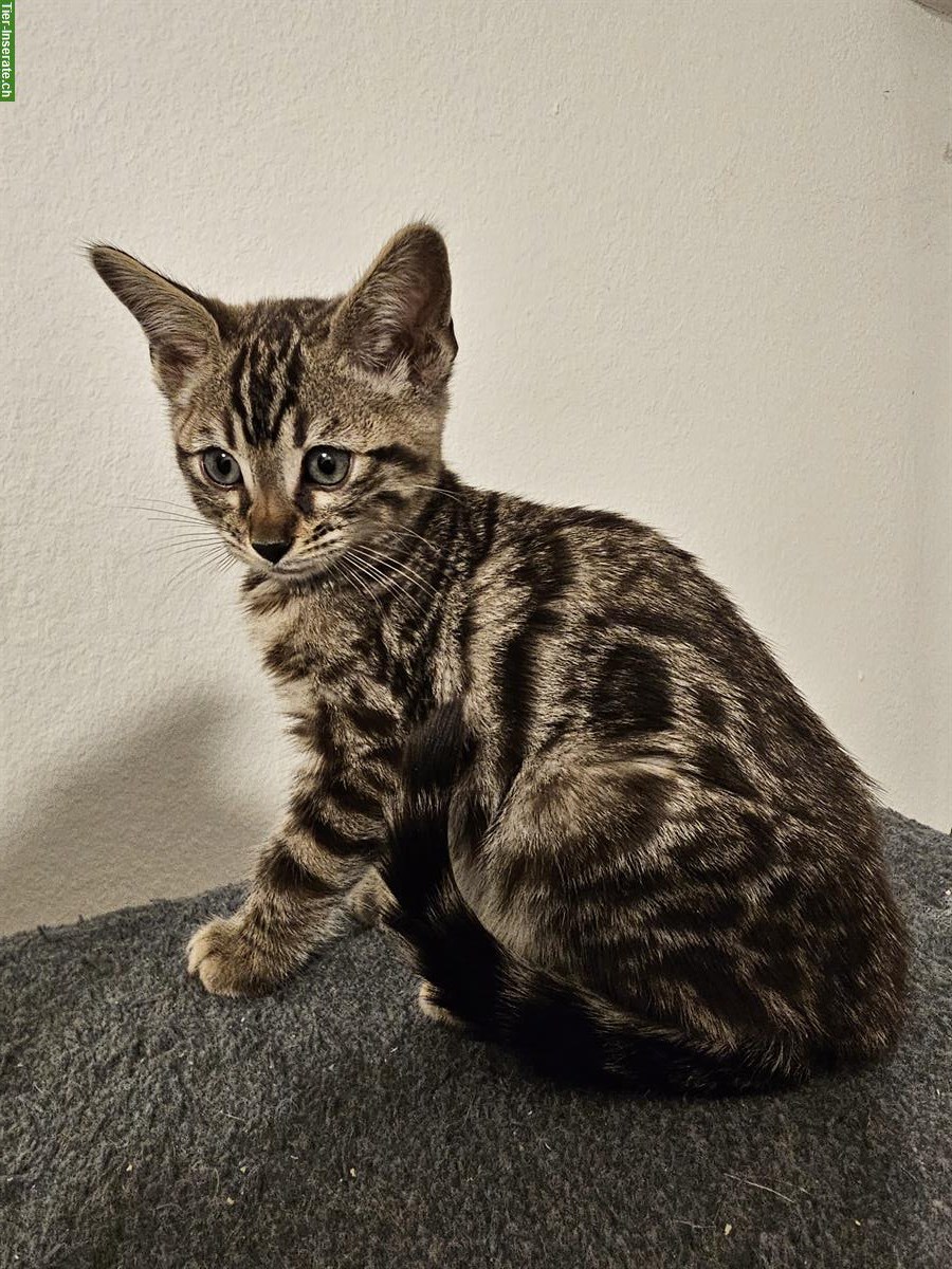 Bild 3: Bengal Kitten, Kater in seal mink tabby spotted