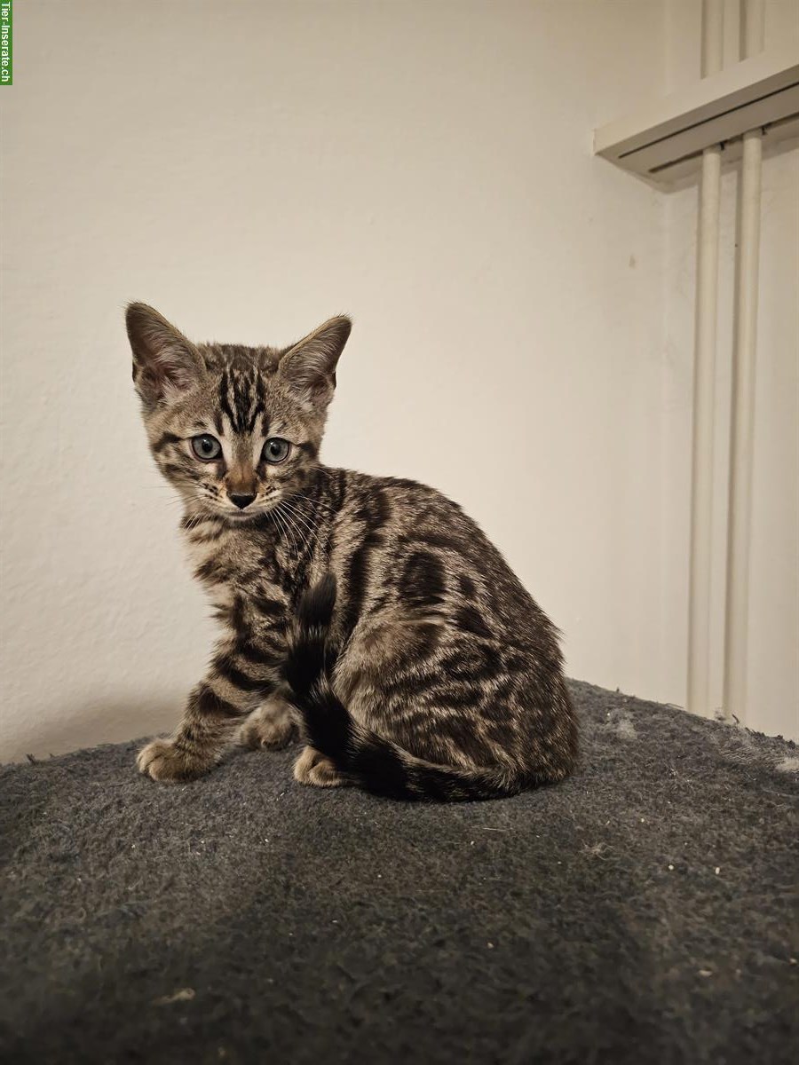 Bild 4: Bengal Kitten, Kater in seal mink tabby spotted