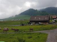 Zu vermieten Pferdebox in Rothenthurm SZ