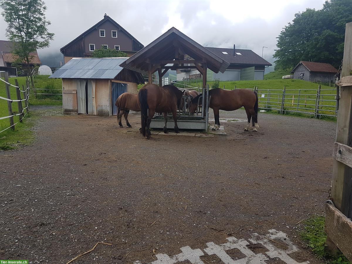 Bild 2: Zu vermieten Pferdebox in Rothenthurm SZ