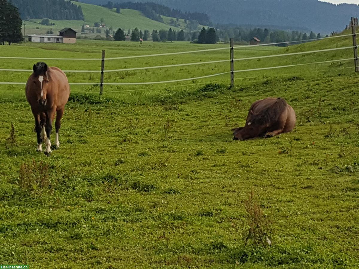 Bild 5: Zu vermieten Pferdebox in Rothenthurm SZ