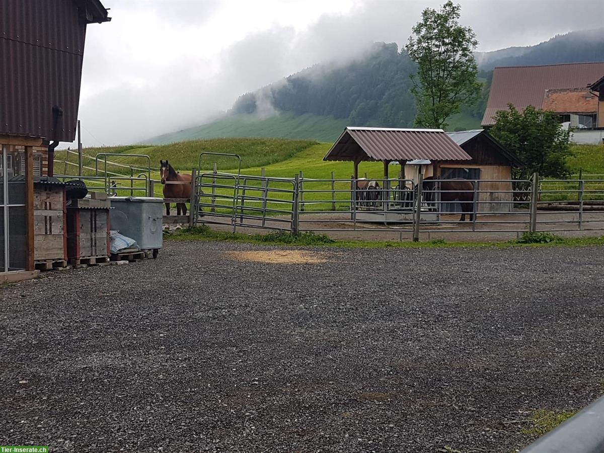 Bild 6: Zu vermieten Pferdebox in Rothenthurm SZ