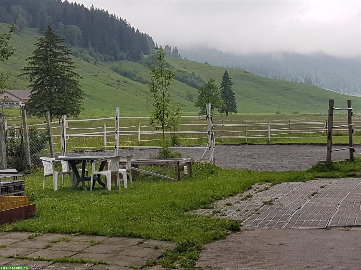 Bild 7: Zu vermieten Pferdebox in Rothenthurm SZ