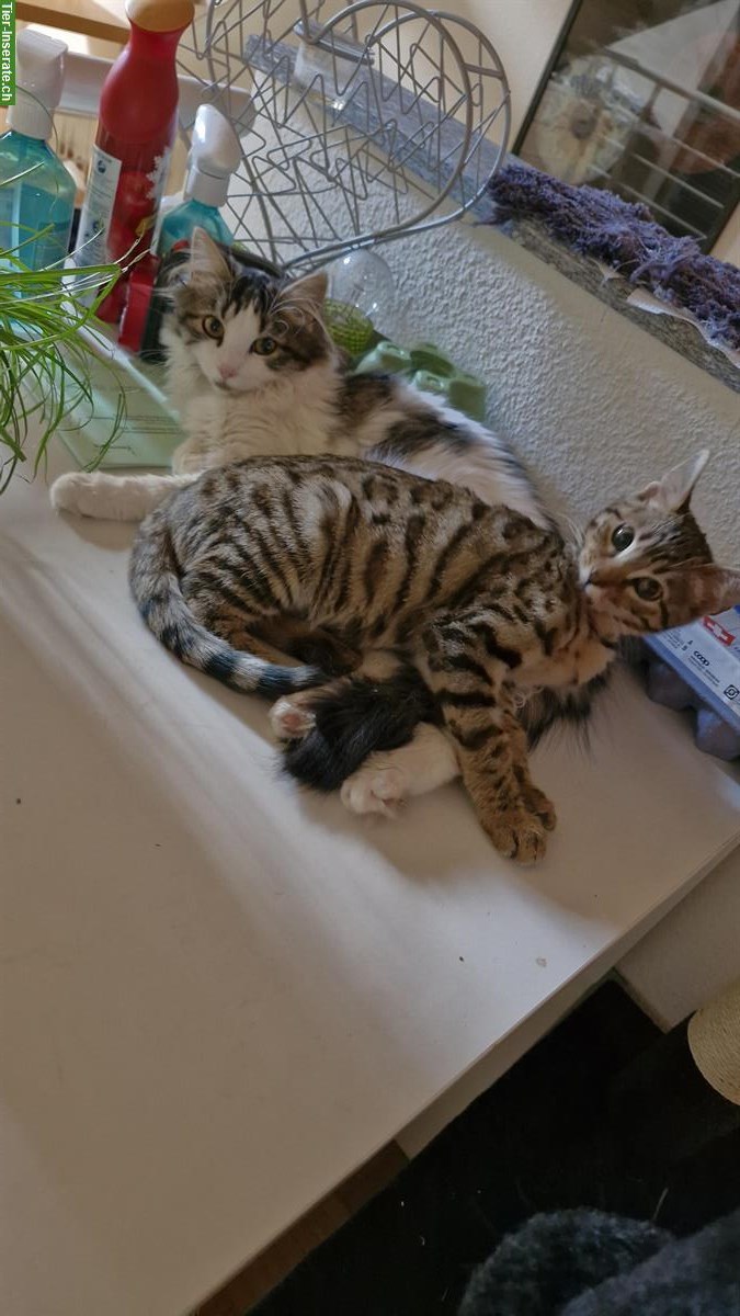 Bild 3: Schmuse Katzen suchen (leider) ein neues zuhause