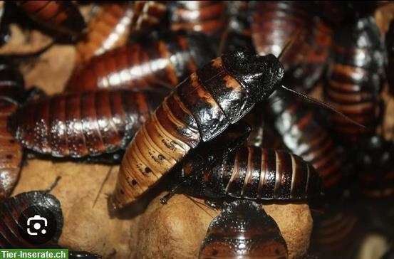 Madagaskar Fauchschaben mit Boxen günstig abzugeben