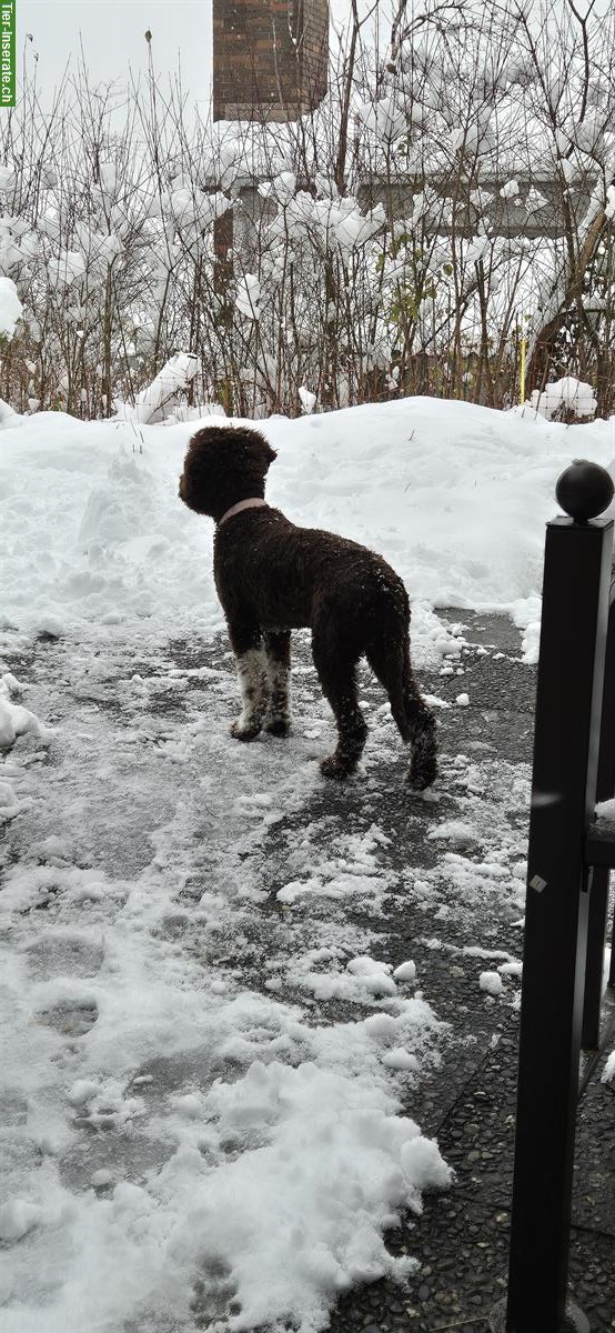 Bild 2: Lagotto Welpe sucht ein neues Zuhause