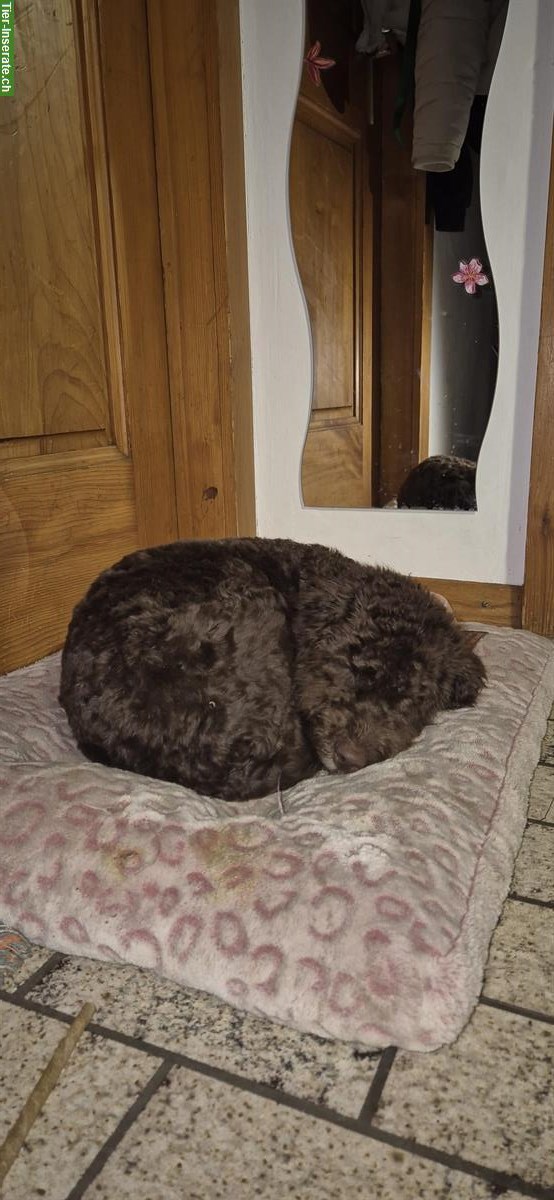 Bild 3: Lagotto Welpe sucht ein neues Zuhause