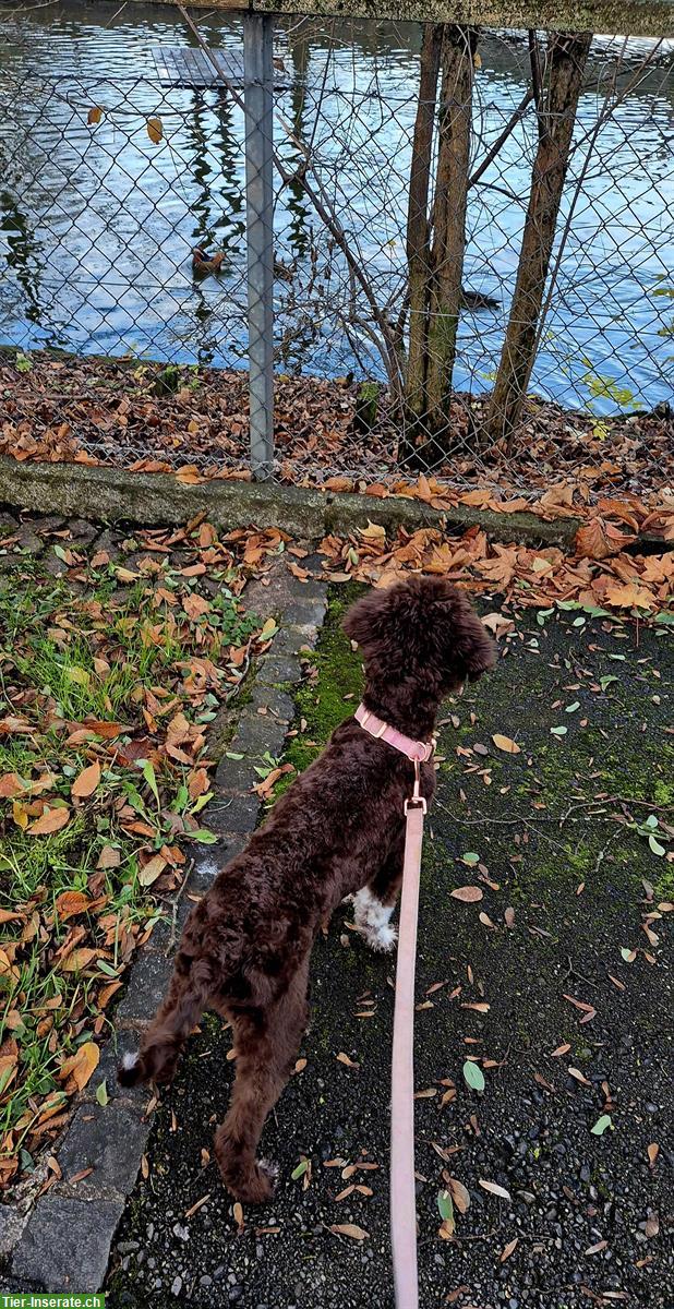 Bild 4: Lagotto Welpe sucht ein neues Zuhause