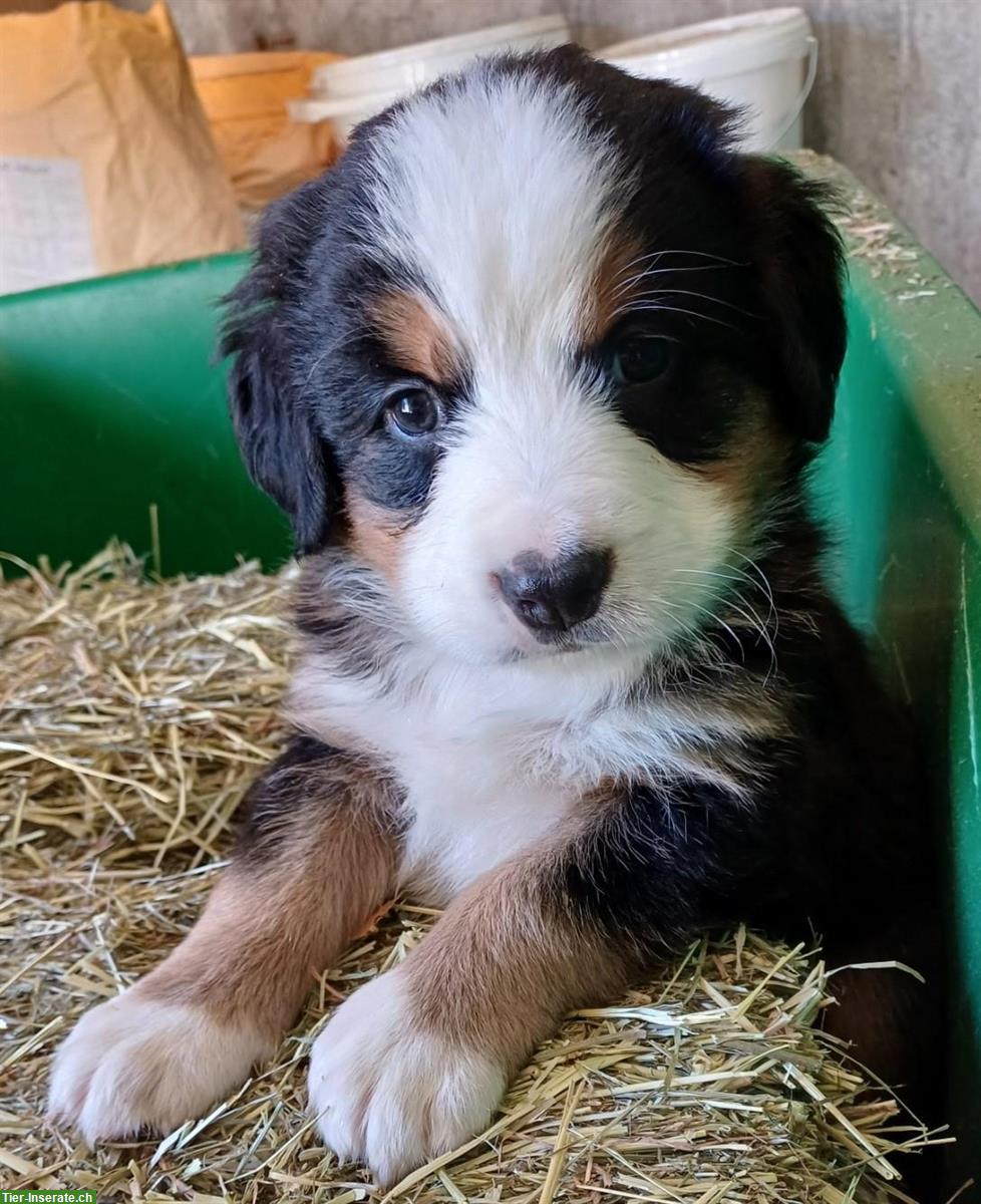 Reinrassige Berner Sennenhund Welpen vom Bauernhof