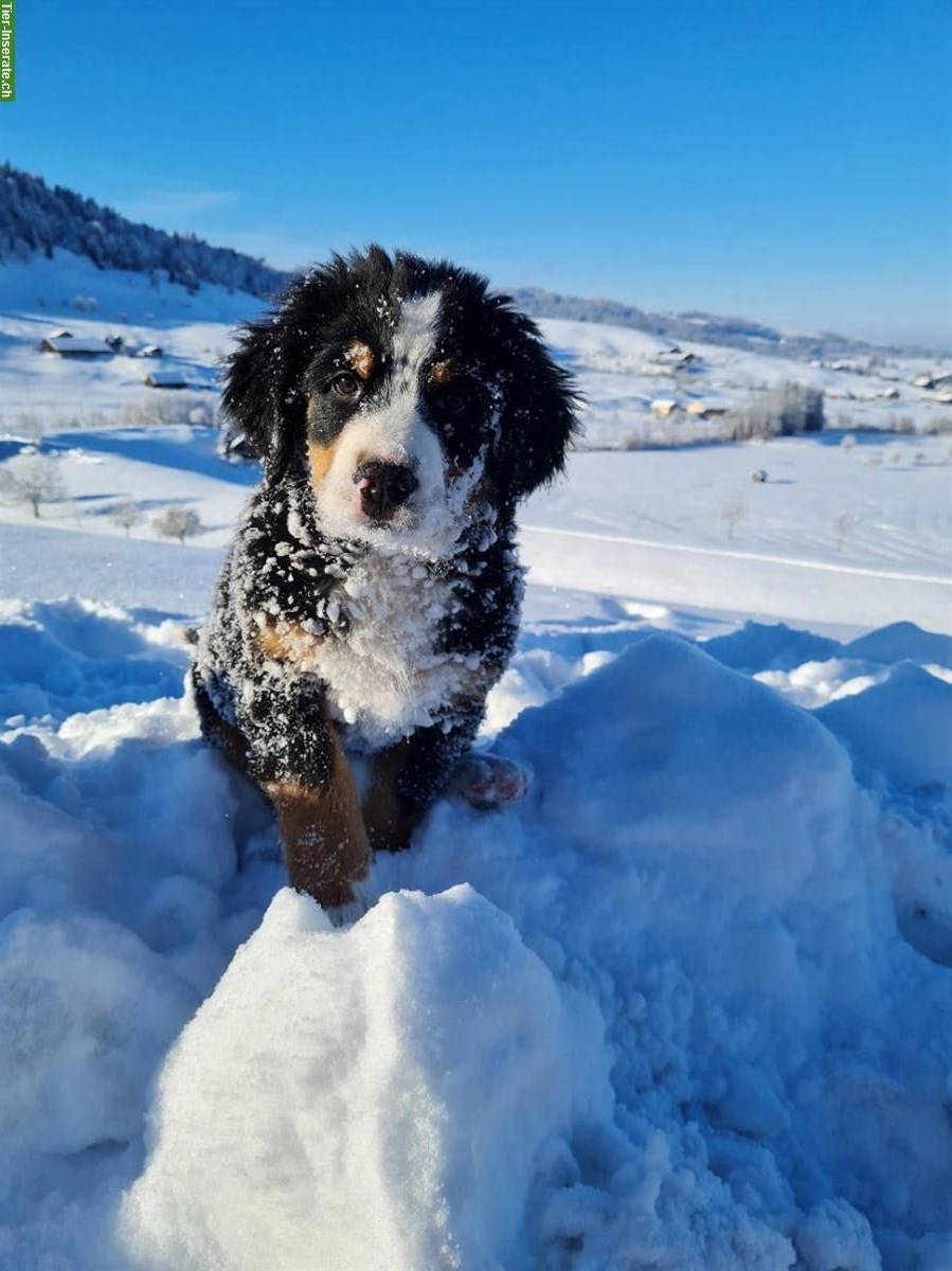 Bild 2: Reinrassige Berner Sennenhund Welpen vom Bauernhof