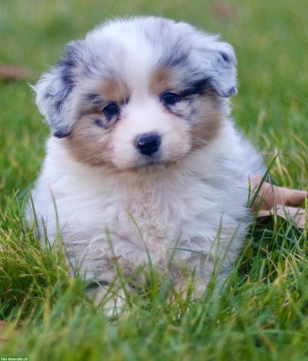 Traumhafte Australian Shepherd Welpen, weiblich