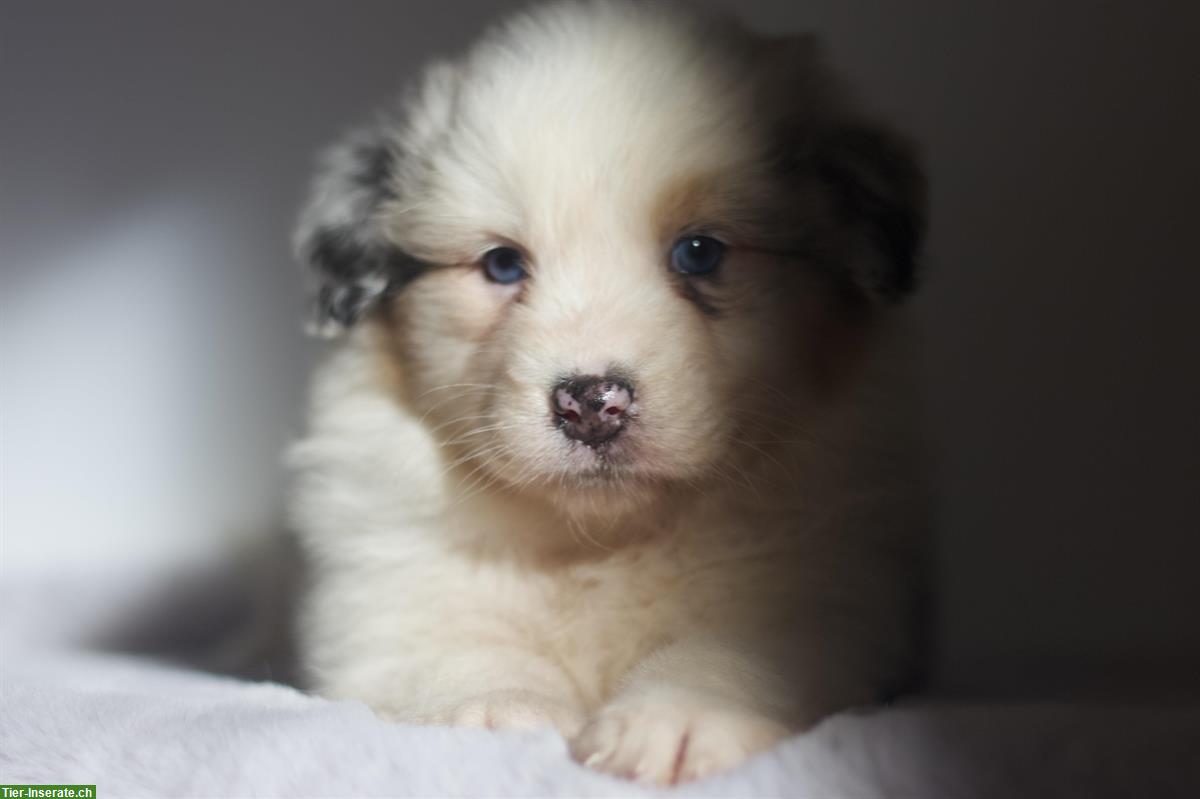 Bild 2: Traumhafte Australian Shepherd Welpen, weiblich