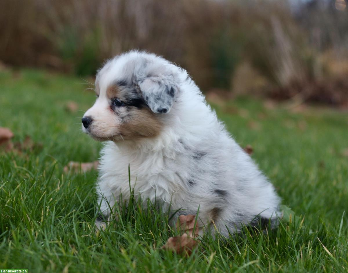 Bild 3: Traumhafte Australian Shepherd Welpen, weiblich