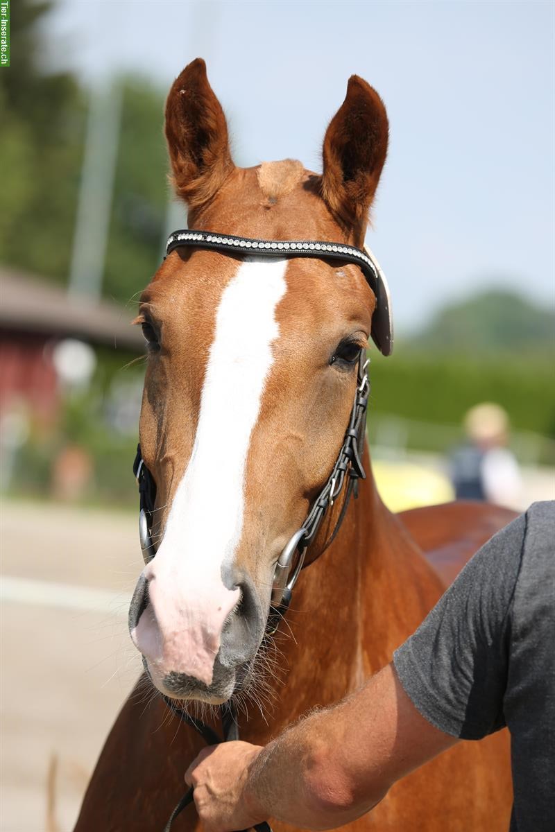 Beistellplatz gesucht für Pferd / Pony