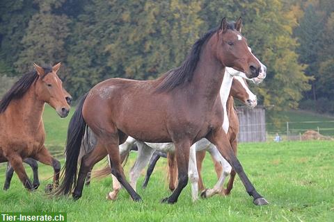 Dringend Stallhilfe gesucht auf Pferdehof per sofort bis 31. Januar