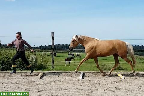 Bild 3: Dringend Stallhilfe gesucht auf Pferdehof per sofort bis 31. Januar