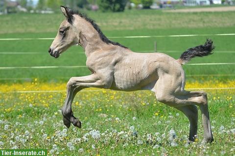 Bild 5: Dringend Stallhilfe gesucht auf Pferdehof per sofort bis 31. Januar