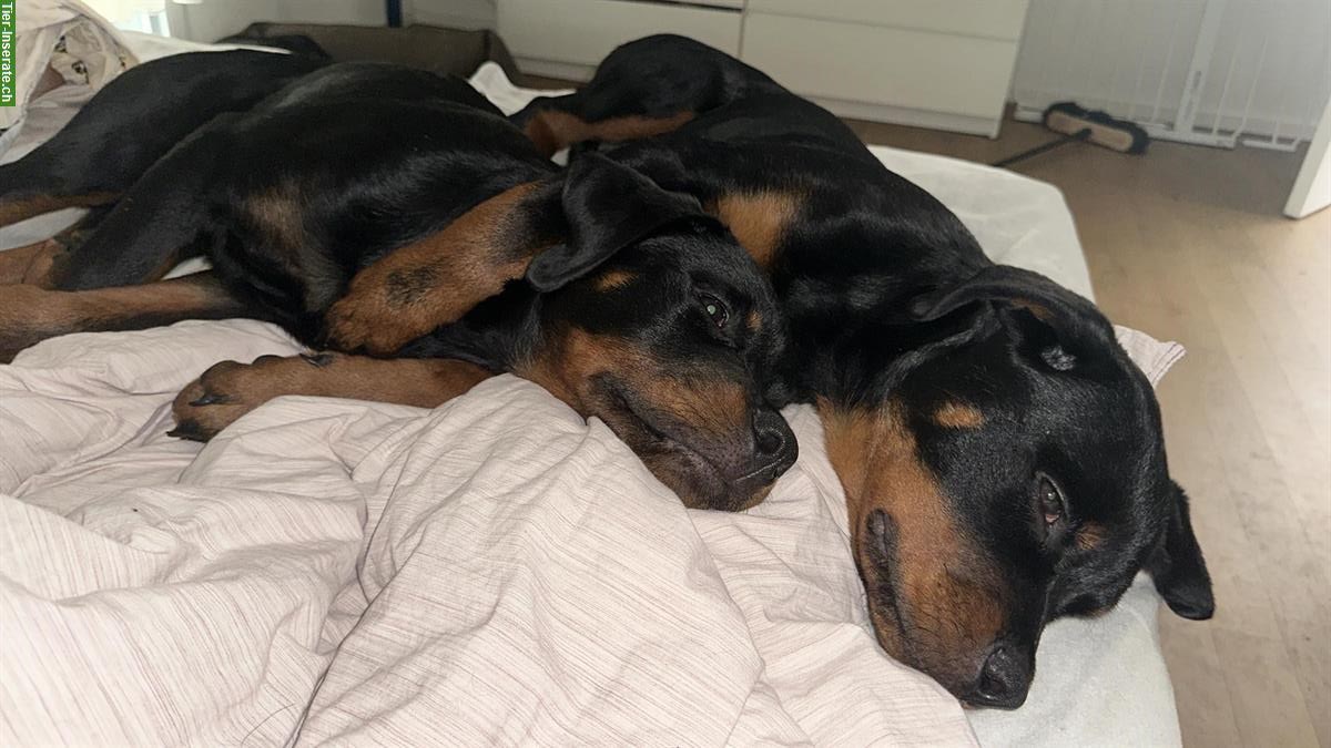 Bild 2: Rottweiler Rüden suchen ein neues Zuhause