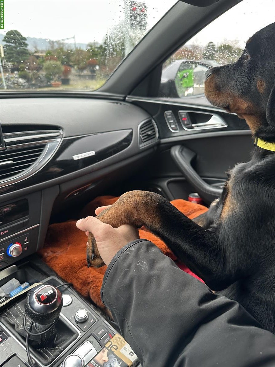 Bild 4: Rottweiler Rüden suchen ein neues Zuhause