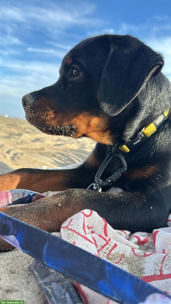 Bild 6: Rottweiler Rüden suchen ein neues Zuhause