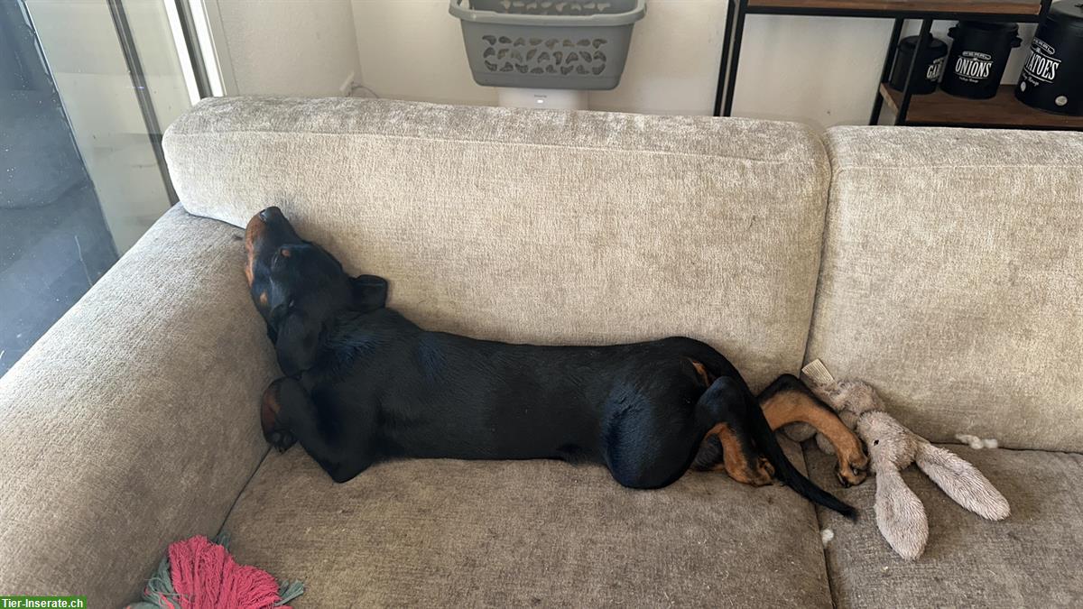 Bild 7: Rottweiler Rüden suchen ein neues Zuhause