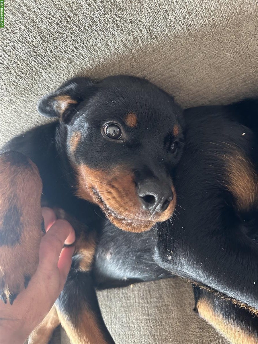 Bild 8: Rottweiler Rüden suchen ein neues Zuhause