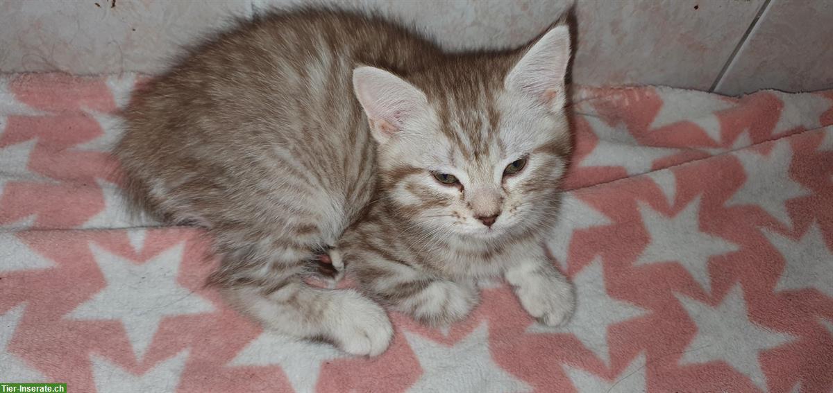 Bild 4: Maine Coon x Perser Kitten suchen neues Zuhause