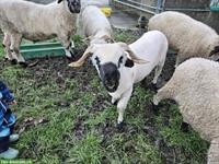 Walliser Schwarznasen Widder zu verkaufen