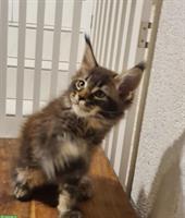 Tolles Maine Coon Kitten, Mädchen