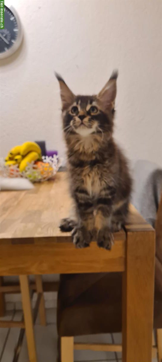 Bild 2: Tolles Maine Coon Kitten, Mädchen